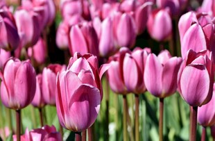 粉色郁金香花海