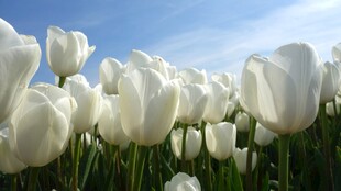 白色郁金香花海
