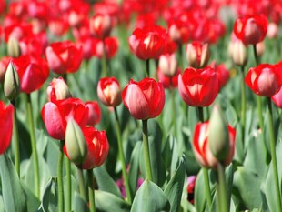 鲜艳红色郁金香花海