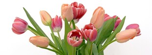 粉色郁金香花束