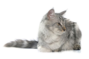银灰长毛猫侧卧姿态