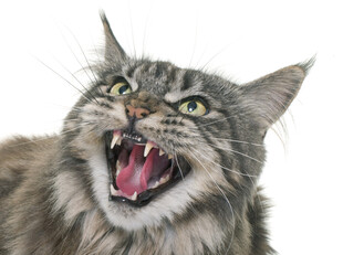 张嘴露齿的凶猛猫咪