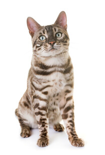 斑纹猫咪端坐凝视
