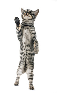 站立挥手的可爱小猫咪
