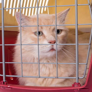笼中橘猫