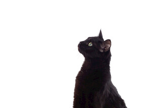 黑猫仰头望