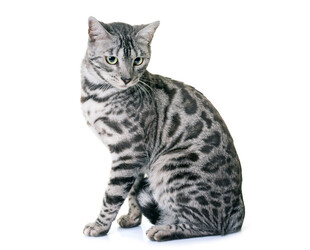 坐着的斑纹猫咪