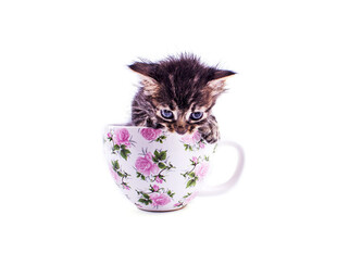 茶杯中的可爱小猫咪