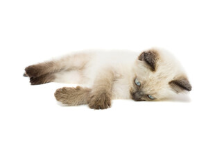 熟睡的可爱小猫咪