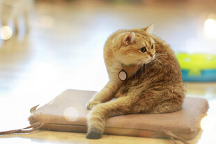 金渐层猫咪惬意趴坐