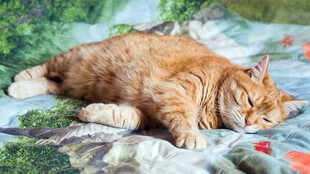 橘猫惬意躺卧花色毯子上