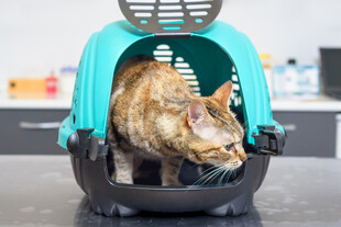猫咪躲在宠物航空箱中