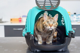 猫在宠物航空箱中