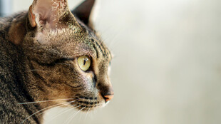侧头凝视的斑纹猫咪