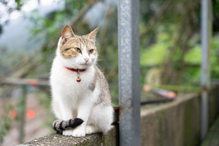 可爱猫咪坐于围栏处
