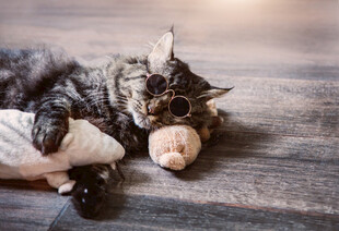 猫咪惬意玩玩具