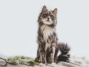 长毛猫优雅端坐