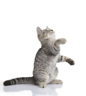 可爱小猫站立伸爪