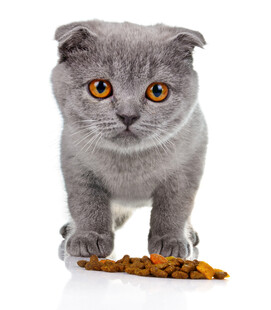 灰猫专注吃猫粮