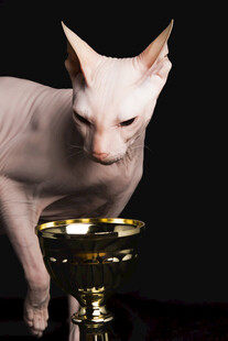无毛猫嗅金色容器