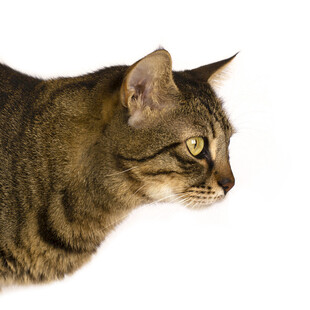 侧头的斑纹猫