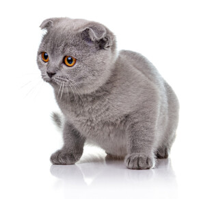 可爱折耳灰猫