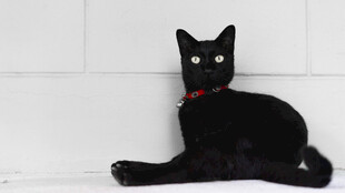 黑猫戴红项圈优雅趴坐