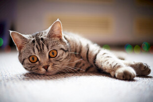 可爱斑纹猫咪趴地