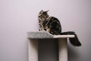 猫咪端坐猫抓板上
