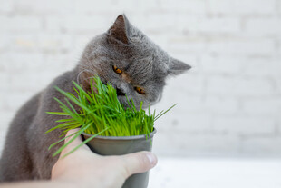 猫咪嗅闻盆栽中的绿草