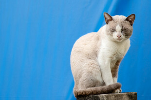 蓝背景下的优雅猫咪