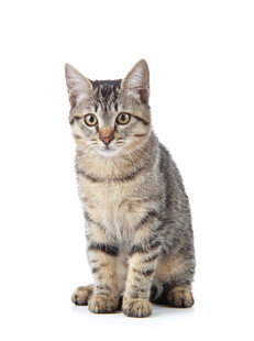 可爱条纹小猫端坐