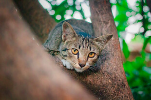 树上的猫咪