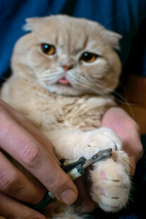 被抱的戴项圈可爱猫咪