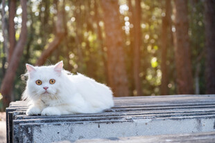 阳光下的白色猫咪