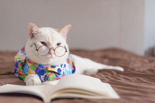 戴花围脖猫咪惬意看书