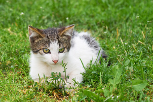 草地上的可爱小猫