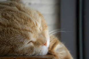 橘猫惬意小憩
