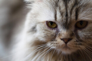 凝视的长毛猫咪