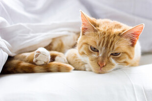 慵懒橘猫惬意躺于被窝中
