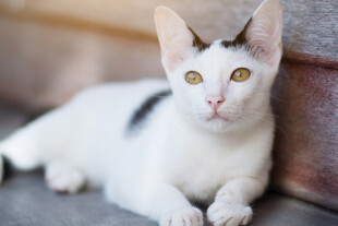 趴着的黑白花纹可爱猫咪