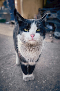 黑白花猫街头行走