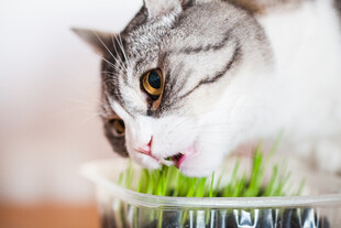猫咪享用新鲜猫草