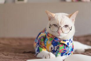 戴眼镜穿花衣的可爱猫咪