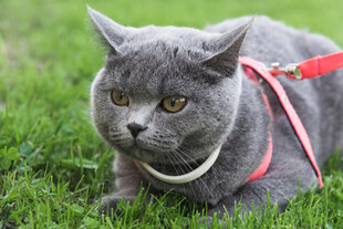 草地上系牵引绳的灰蓝猫