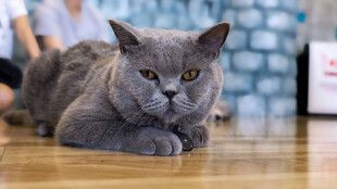 灰色猫咪趴地休憩