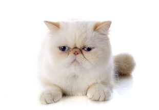 可爱波斯猫趴卧