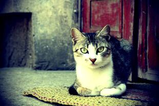可爱猫咪静卧在垫子上