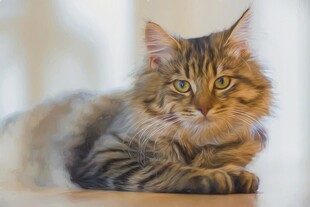 可爱缅因猫趴卧姿态