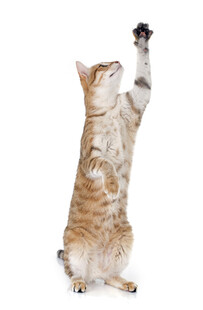 猫咪站立高举爪子